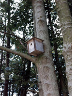 bird box in tree