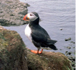 puffin